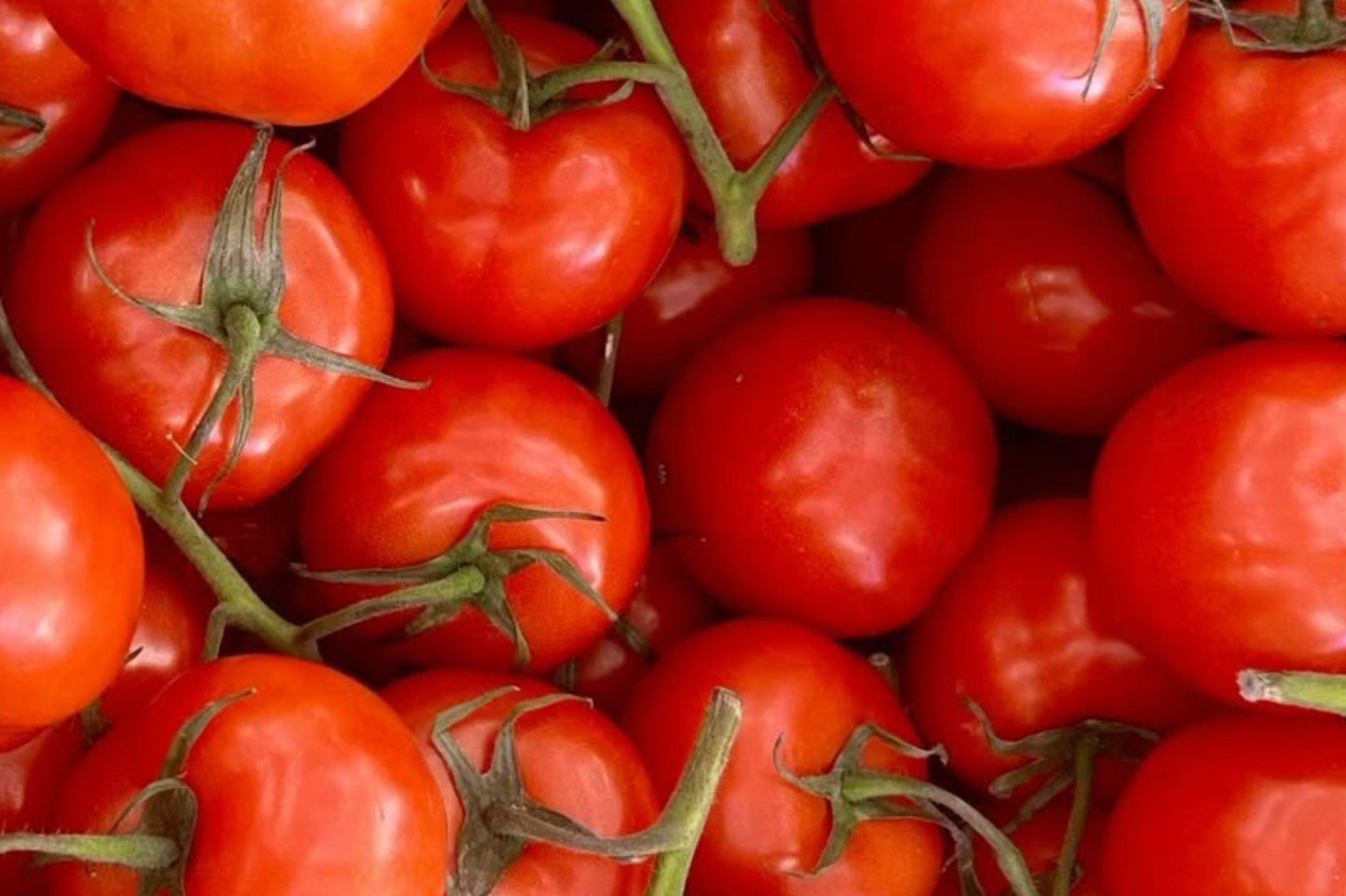 Brandywine Tomato Seeds – Heirloom Lycopersicon esculentum – Large Pink-Red Fruit, Open-Pollinated, Fruit Vegetable, 35 Seeds