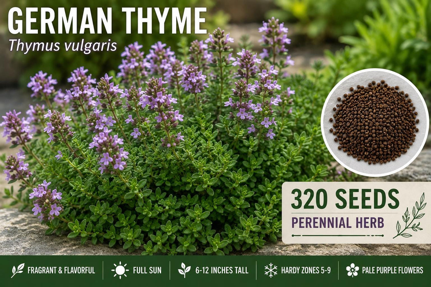German Thyme Seeds – Thymus vulgaris Perennial Herb with Pale Purple Flowers, Aromatic Foliage, 320 Seeds