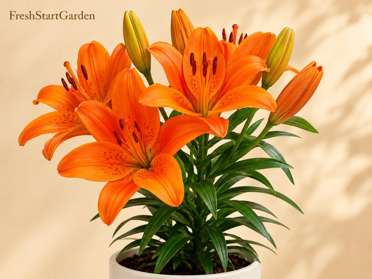 Surfside Orange Lily Bulbs – Asiatic Lilium Hybrid Bright Summer Garden Flower for Borders & Containers