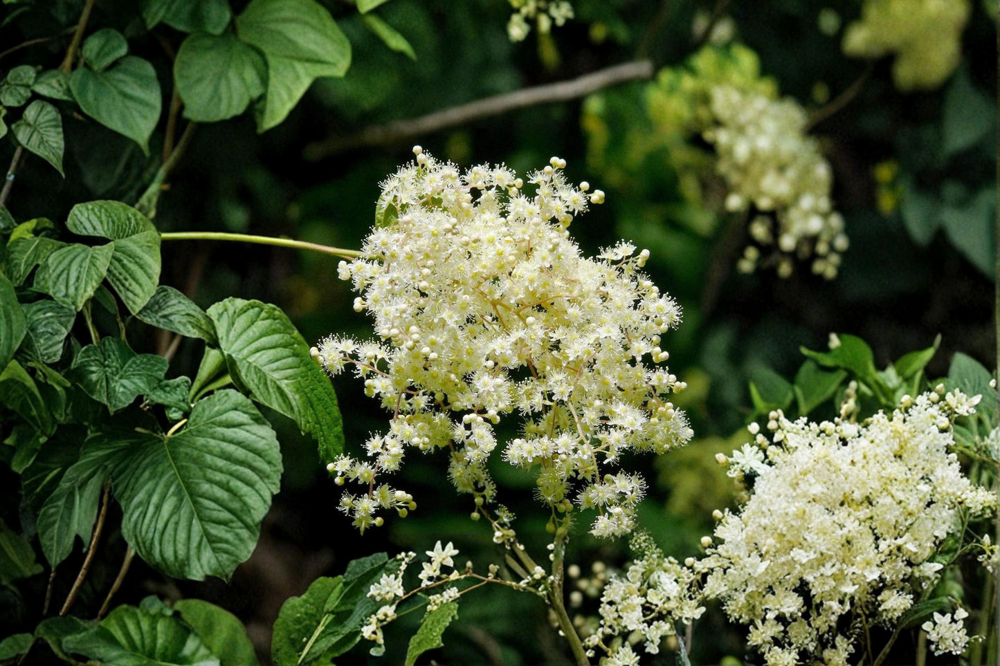 Ocean Spray Seeds – Holodiscus discolor, Deciduous Shrub with Cream Flowers, Landscape, Garden, Hedge, 50 Seeds