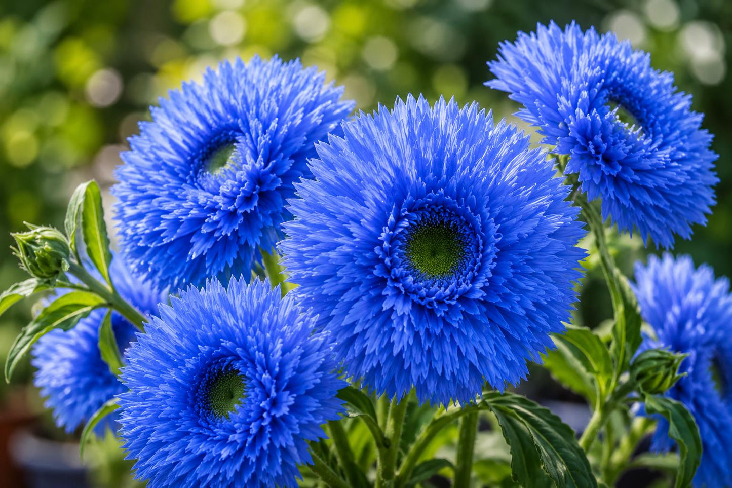 Blue Teddy Bear Sunflower Seeds - 50pcs Annual Helianthus annuus for Garden, Cut Flowers, Pollinator Attractant