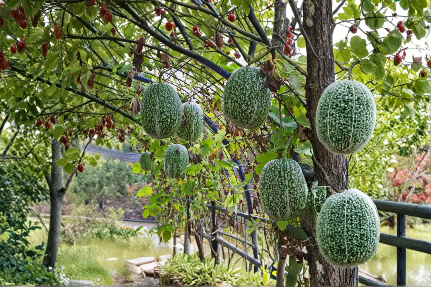 Shark Fin Melon Seeds – Cucurbita ficifolia – Edible Vining Fruit Plant for Garden & Outdoor Growing