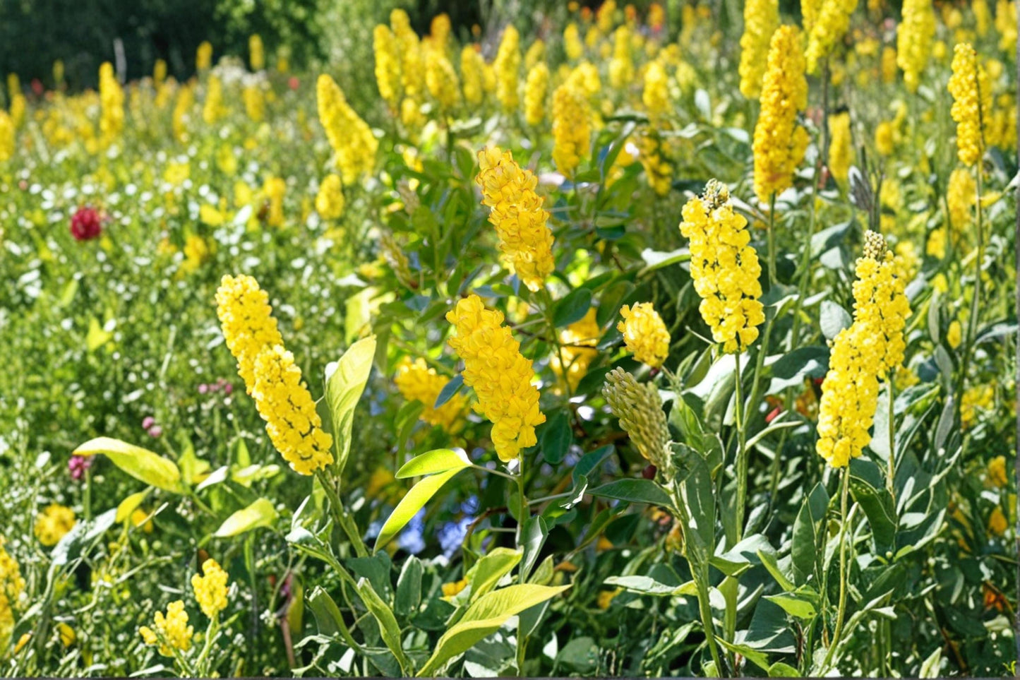 Pineapple Broom Tree Seeds – Cytisus battandieri – Fragrant Yellow Flowers, Silvery Foliage, Ornamental Drought-Tolerant Shrub