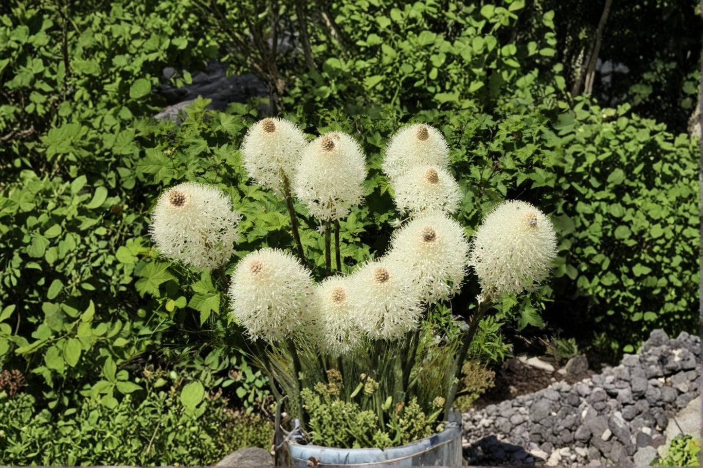 Bear Grass Seeds 30 Pack – Xerophyllum tenax Perennial Native Ornamental Grass for Gardens and Landscaping