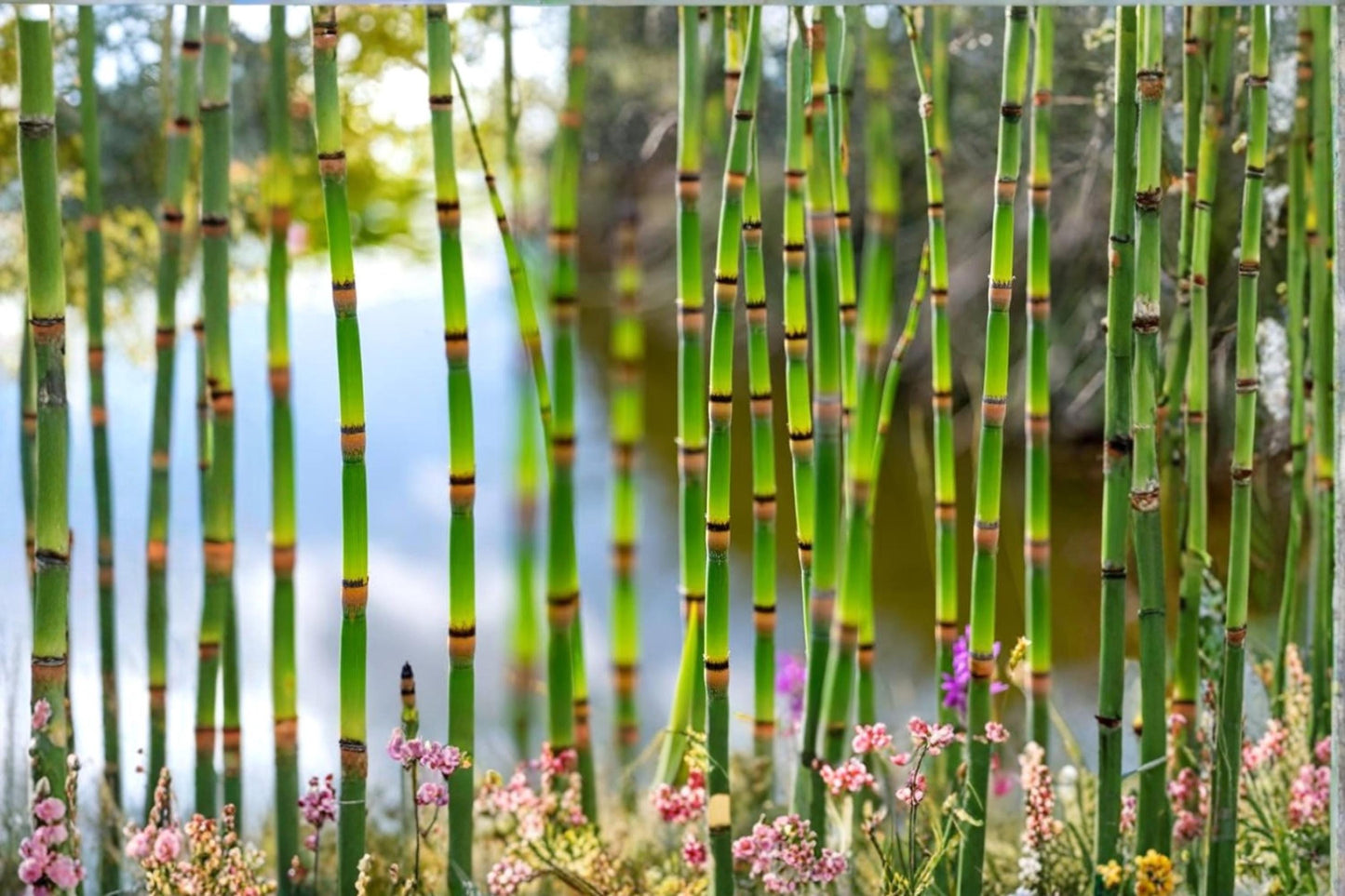 Horsetail Plant Cutting – Equisetum hyemale – Aquatic Perennial for Water Gardens and Ponds