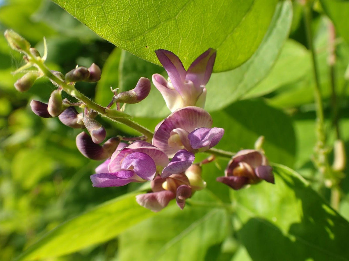Wild Kidney Bean Seeds – Phaseolus polystachios, Edible Vegetable Seeds for Garden Beds & Trellises