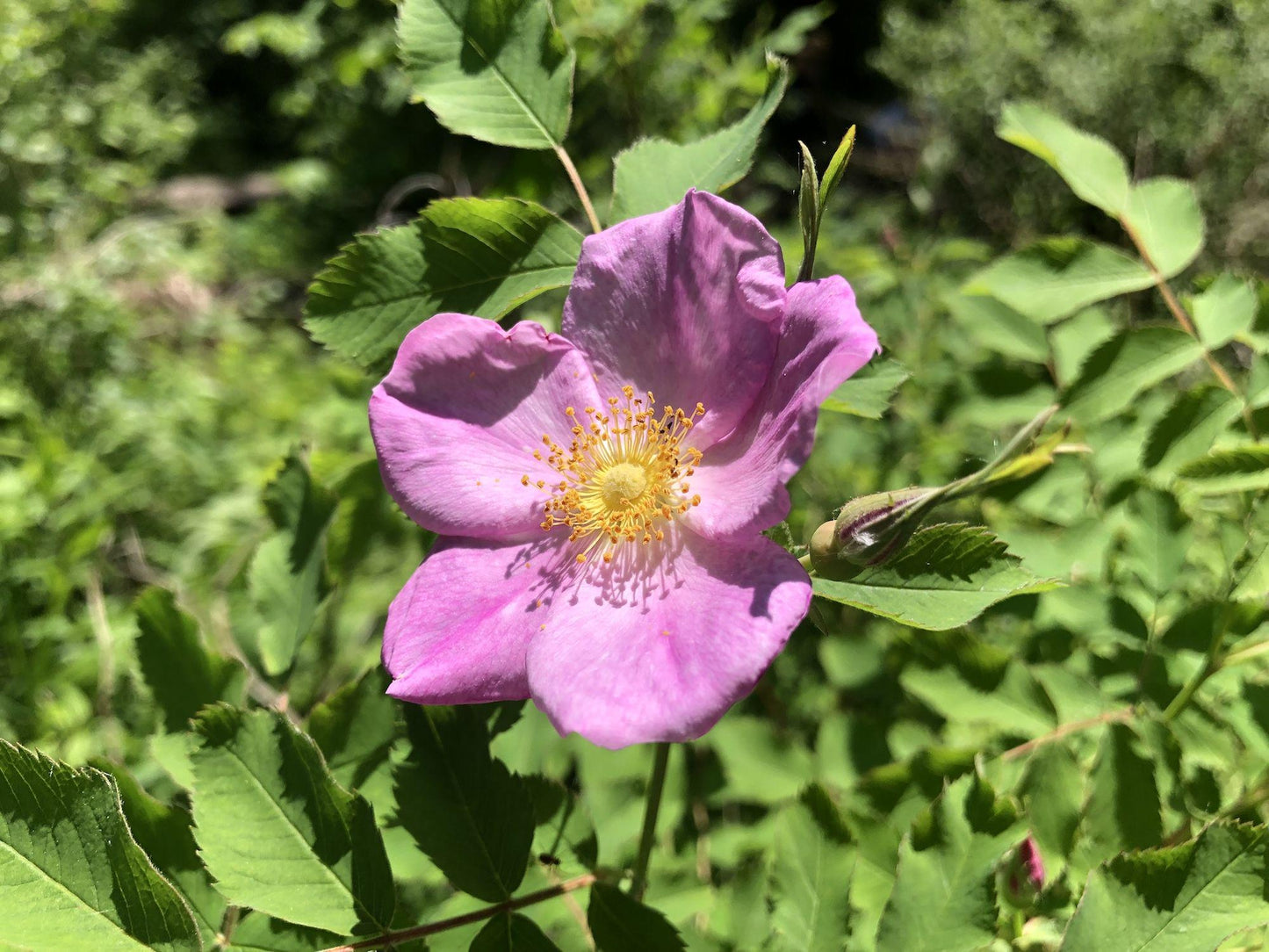 15 Prairie Wild Rose Seeds Rosa arkansana Ornamental Shrub for Landscape, Garden Bed & Naturalistic Planting