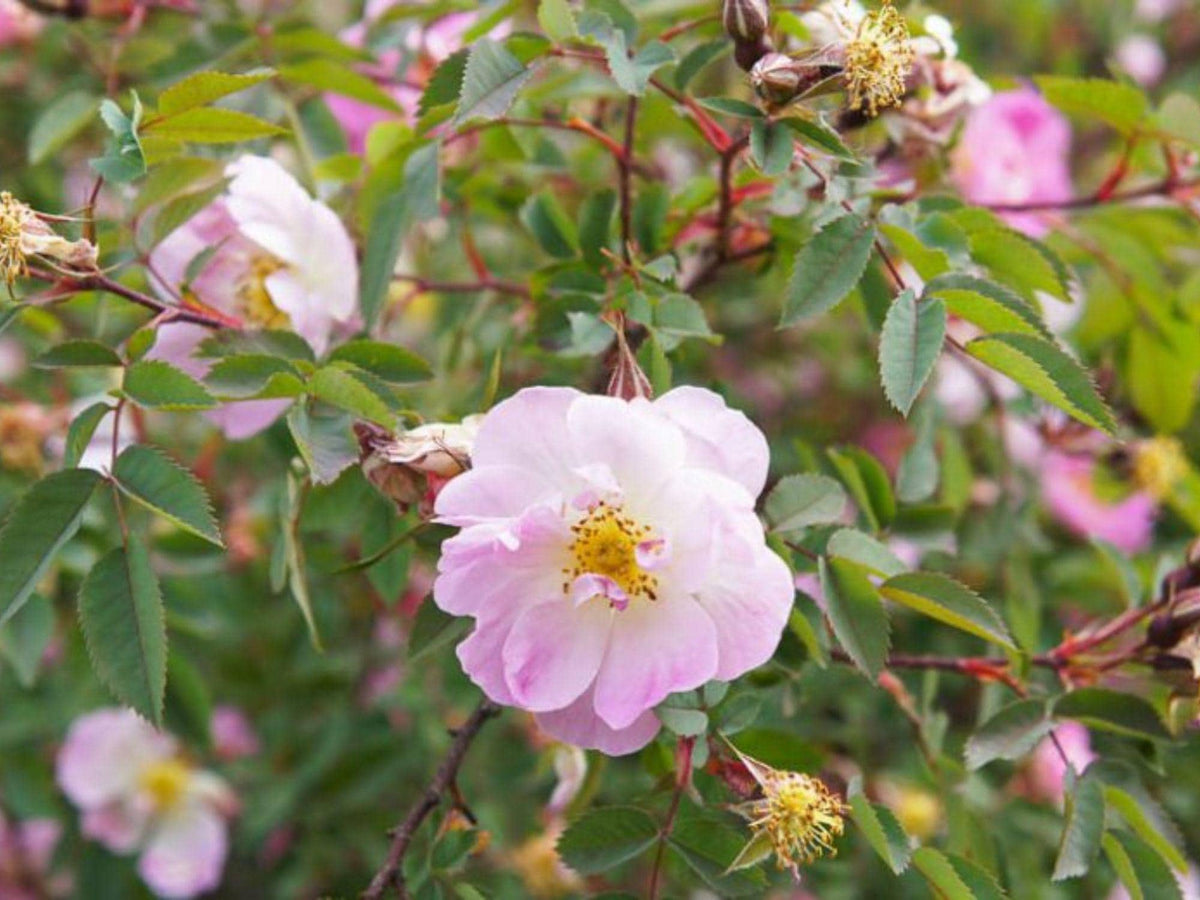 30 Swamp Rose Seeds – Rosa palustris Wetland Wildflower Seeds for Rain Gardens and Moist Areas