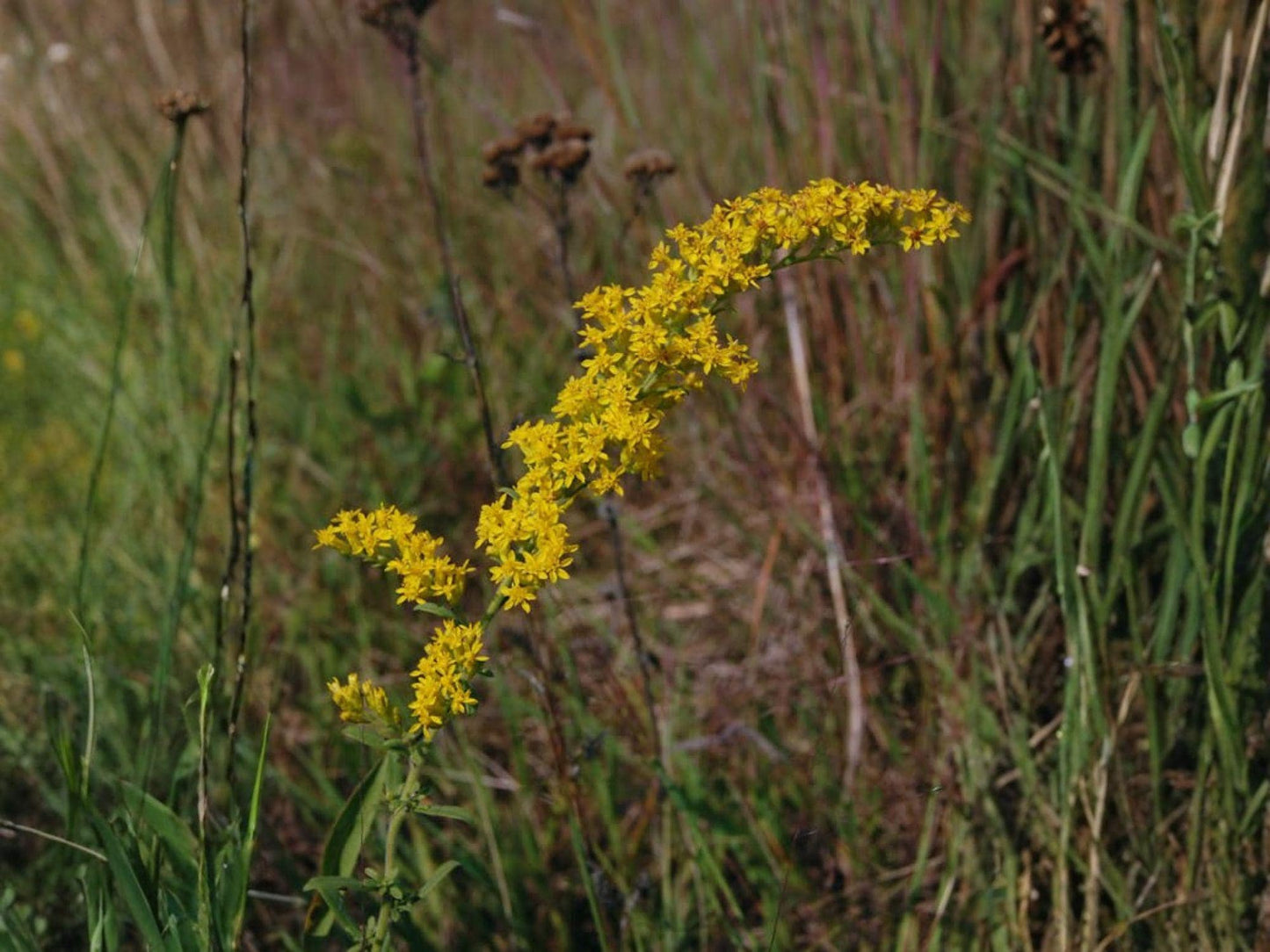 Old Field Goldenrod Seeds – Solidago nemoralis Wildflower Seeds for Pollinator Gardens, Borders & Meadow Plantings