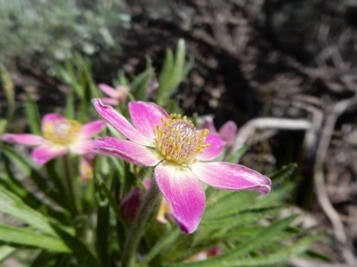 100 Windflower Seeds – Anemone multifida Wildflower Seeds for Pollinator Gardens, Cottage, Meadow & Natural Landscapes