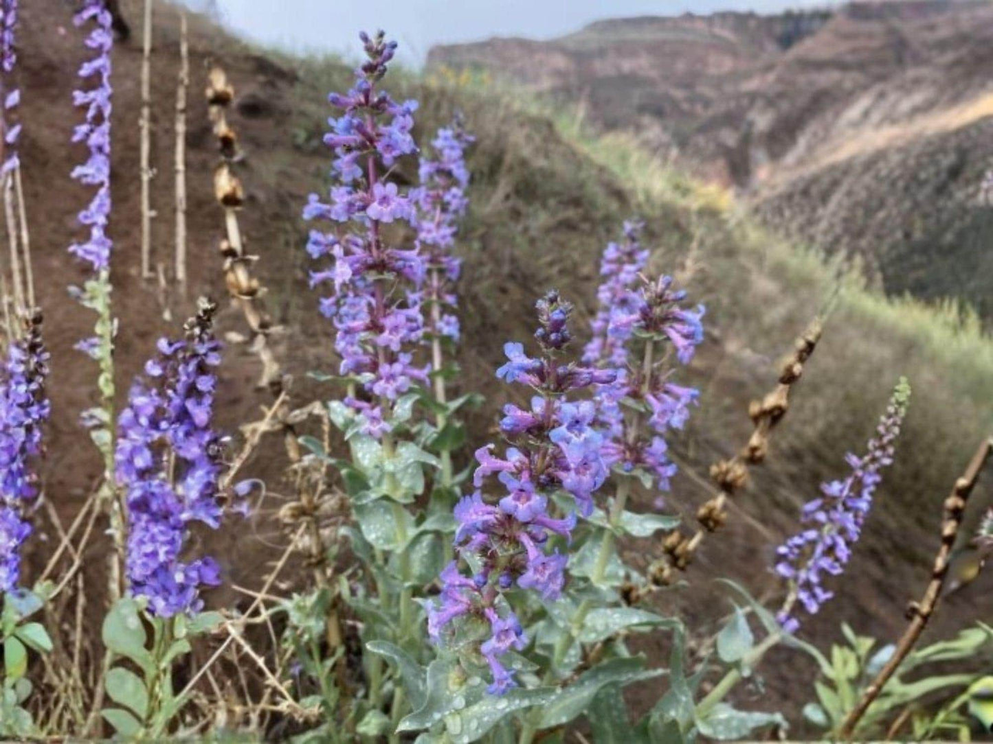 50 Sand Penstemon Seeds – Penstemon acuminatus Wildflower Seeds for Pollinator Gardens, Cottage Garden, Natural Landscape