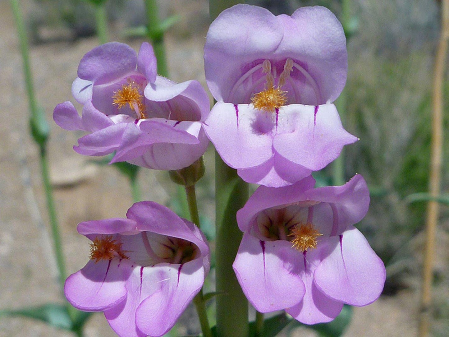 50 Penstemon palmeri Seeds – Wildflower Seeds for Pollinator Gardens, Tropical Foliage, Coastal Landscape, Exotic Plant Collection