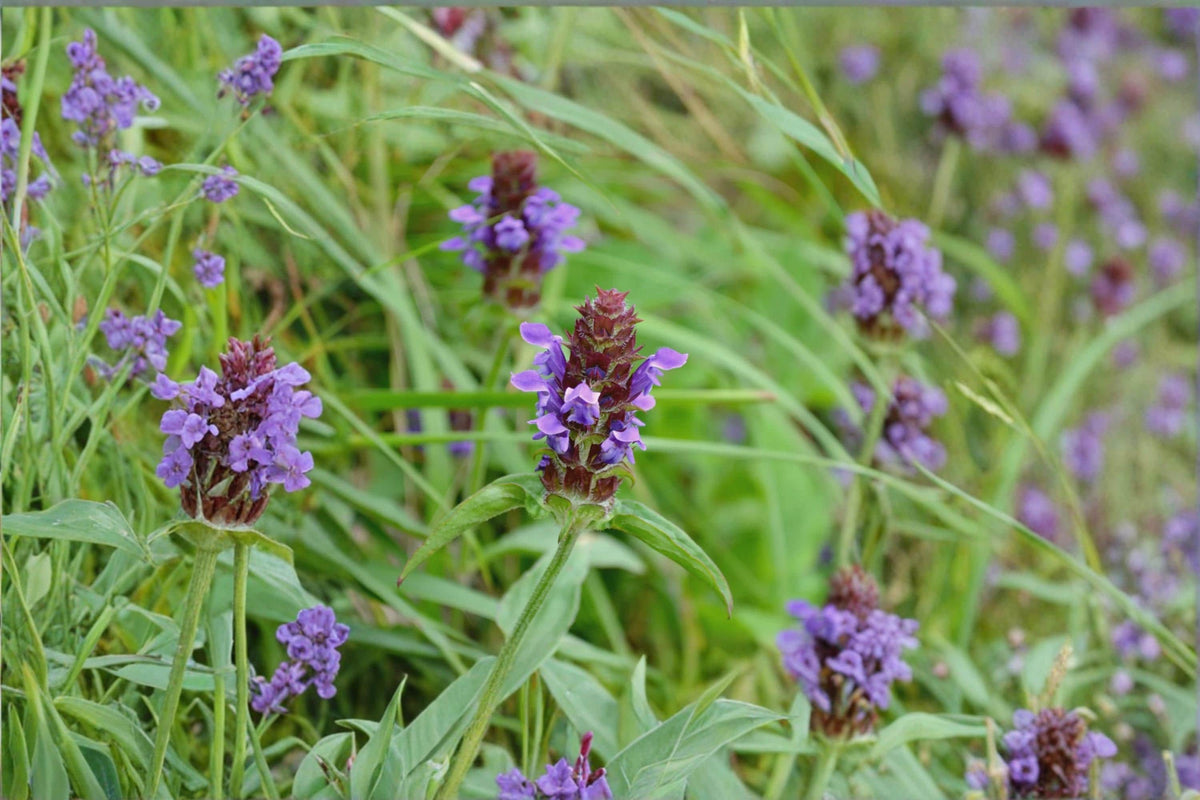 Self Heal Seeds – Prunella vulgaris Perennial Flowering Plant with Violet Spikes, 50 Seeds for Garden, Meadow, Landscape