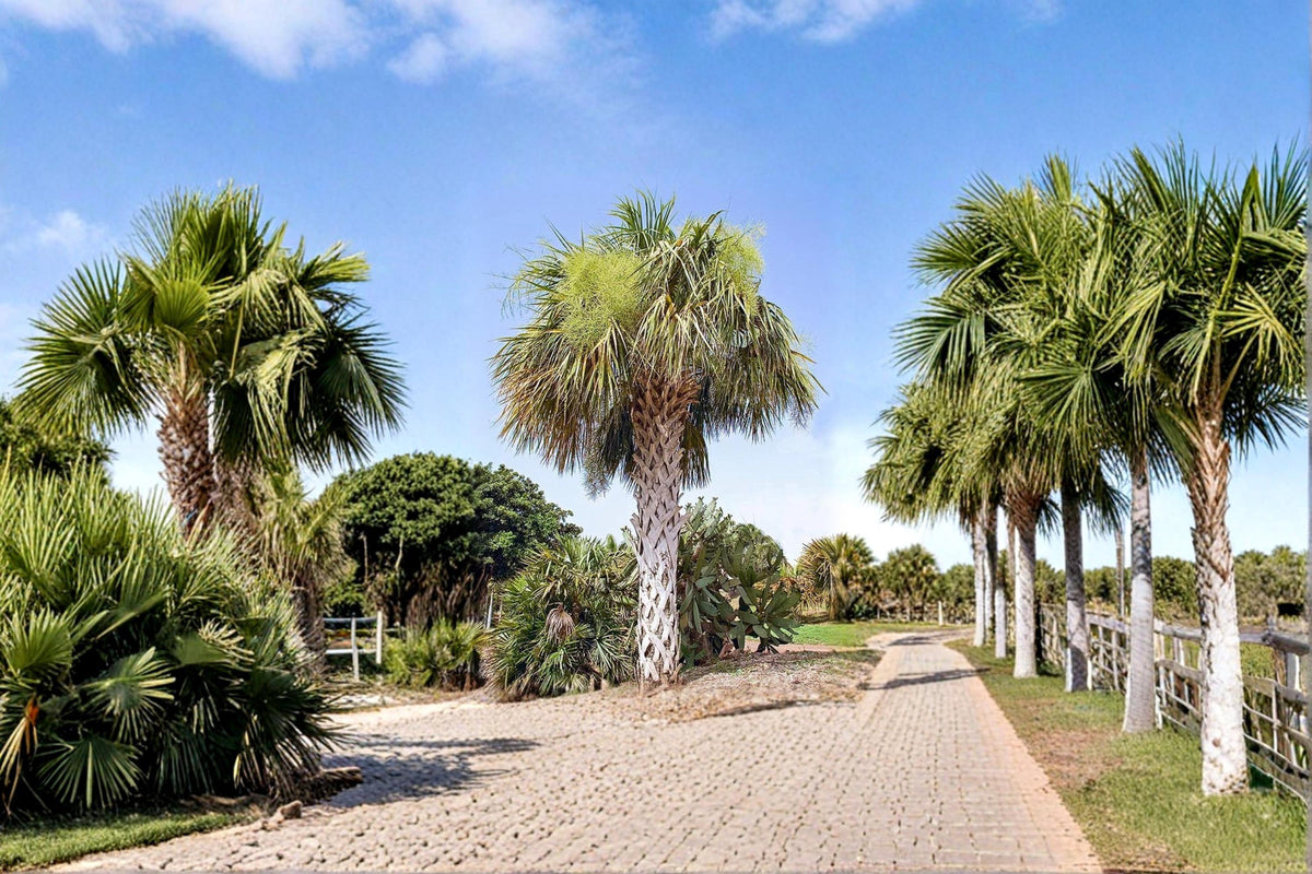 Palmetto Seeds – Sabal palmetto – Fan Palm Tree for Landscaping & Garden Planting, Tropical & Outdoor Use
