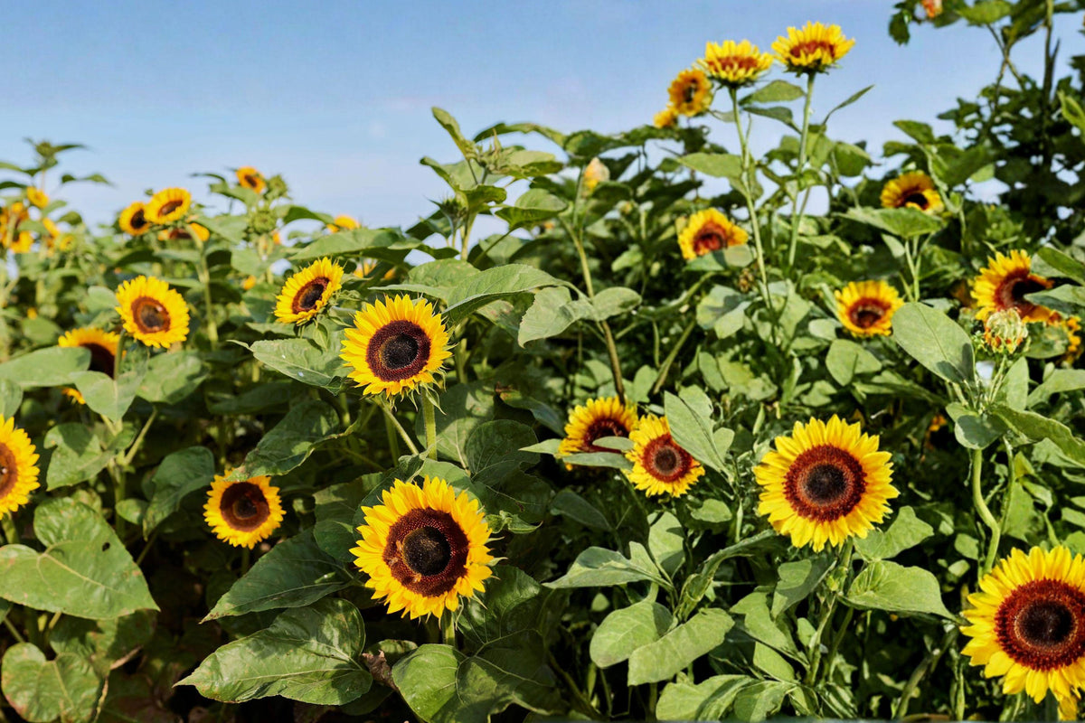 Taiyo Sunflower Seeds – Helianthus annuus Japanese Heirloom Large Yellow Blooms 22 Pack