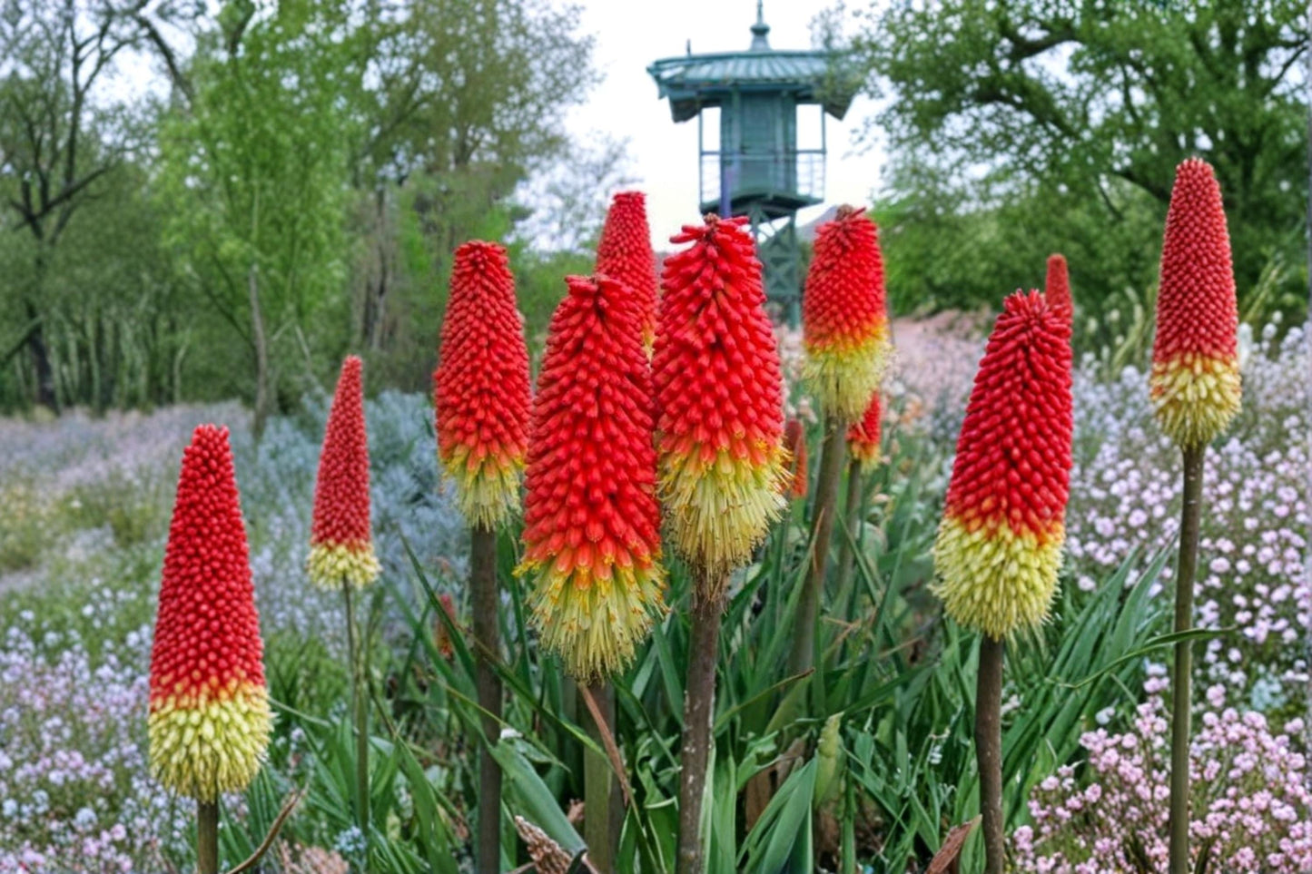 Red Hot Poker Flower Seeds – Kniphofia uvaria, Vibrant Red Ornamental Perennial, Pollinator-Friendly Garden Flowers