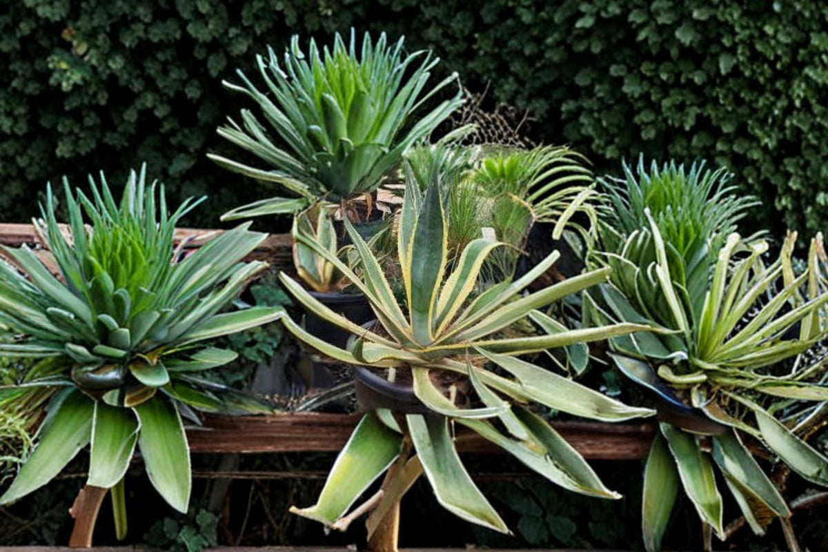 Agave Species Seed Mix – 50 Assorted Succulent Seeds for Drought-Tolerant, Ornamental Desert Plants, Rock Gardens & Containers