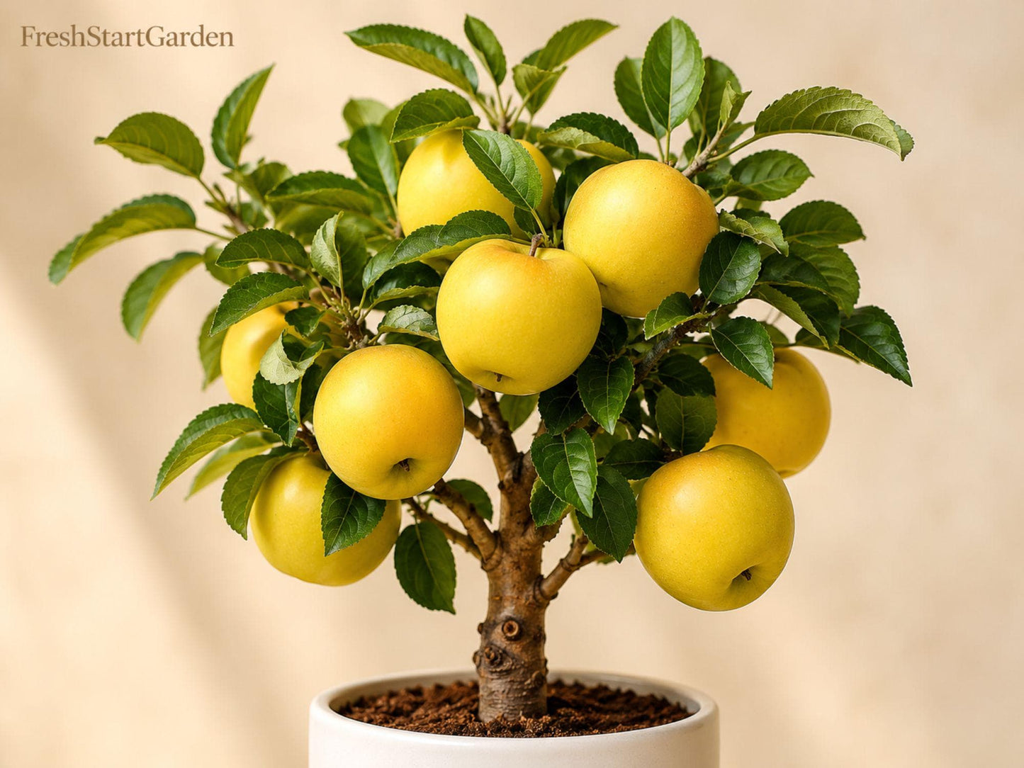 Yellow Delicious Apple Bare Root Tree – Malus domestica, 12-18 Inch, Deciduous Fruit Tree for Edible Landscaping