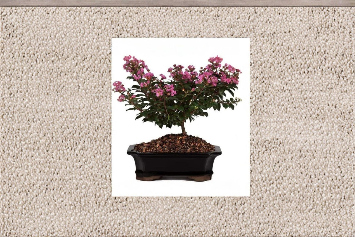 Crape Myrtle Bonsai Tree Seeds – Flowering Ornamental Tree – Lagerstroemia indica – Container & Landscape Plant