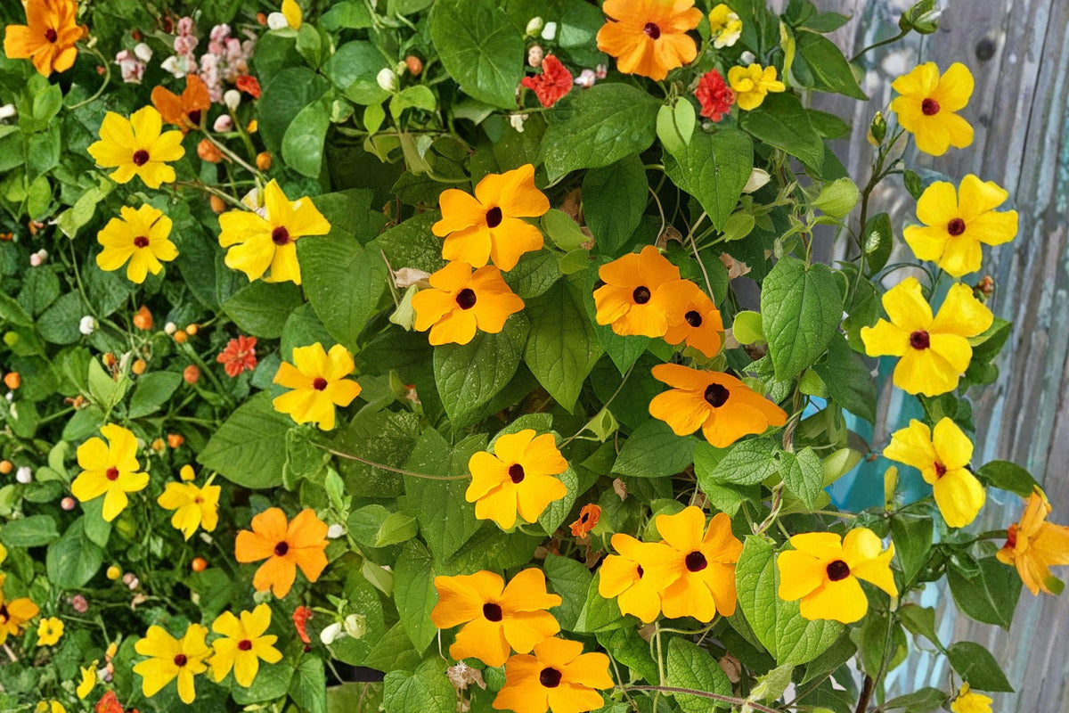 Black Eyed Susan Vine Seeds – Thunbergia alata Mixed Colors, Flowering Climber for Trellises, Fences, Containers
