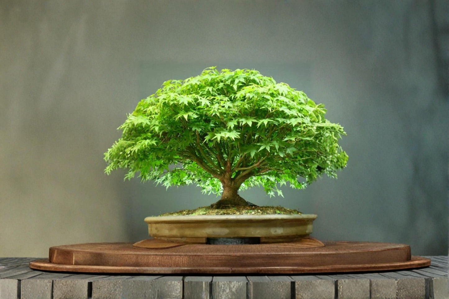 Japanese Maple Bonsai Tree Seeds – Acer palmatum, 30+ Seeds for Bonsai & Ornamental Landscaping