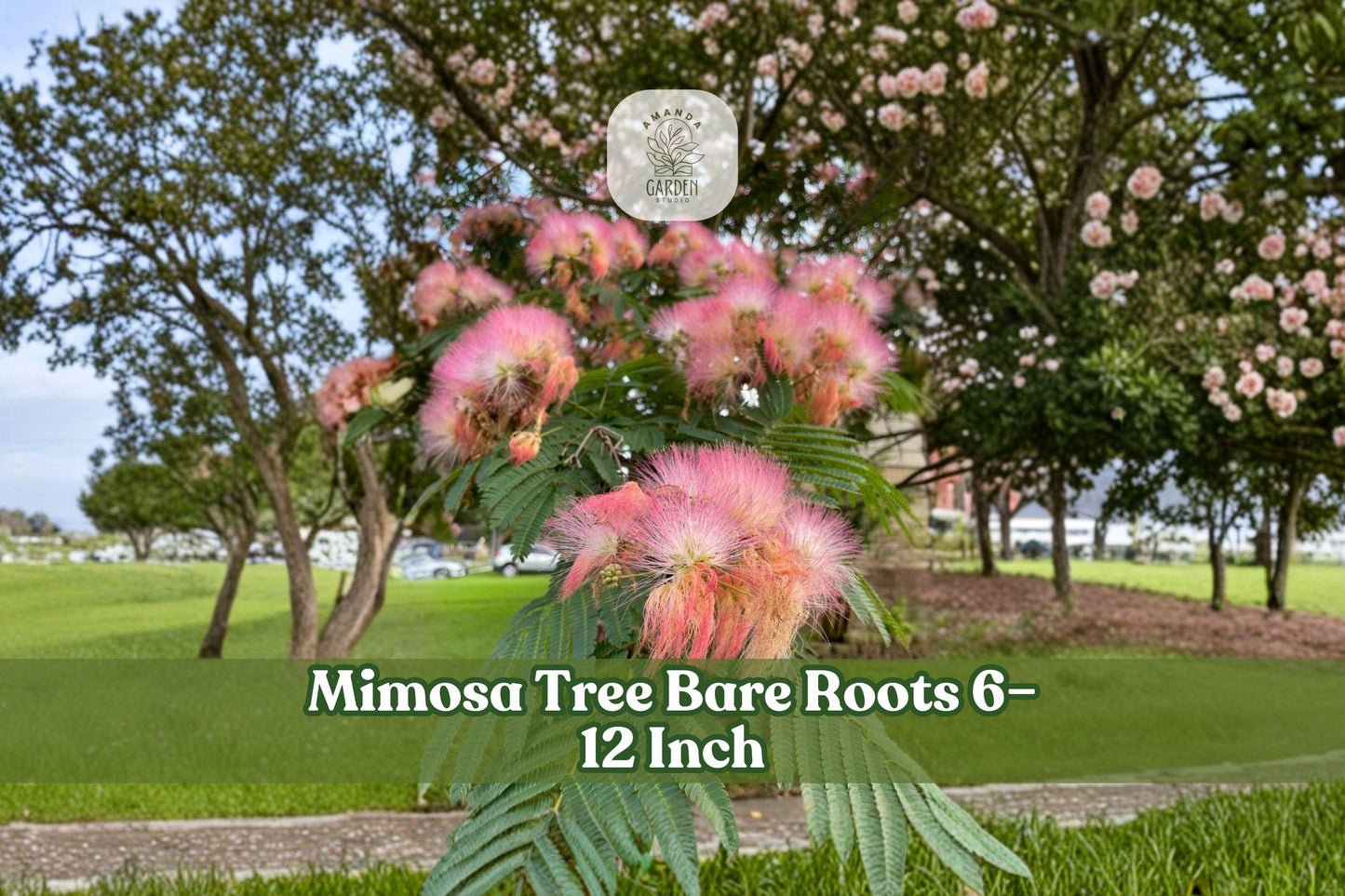 Mimosa Tree Bare Roots 6–12 Inches | Albizia julibrissin Pink Flowers & Fern-Like Foliage | Live Seedlings for Landscaping