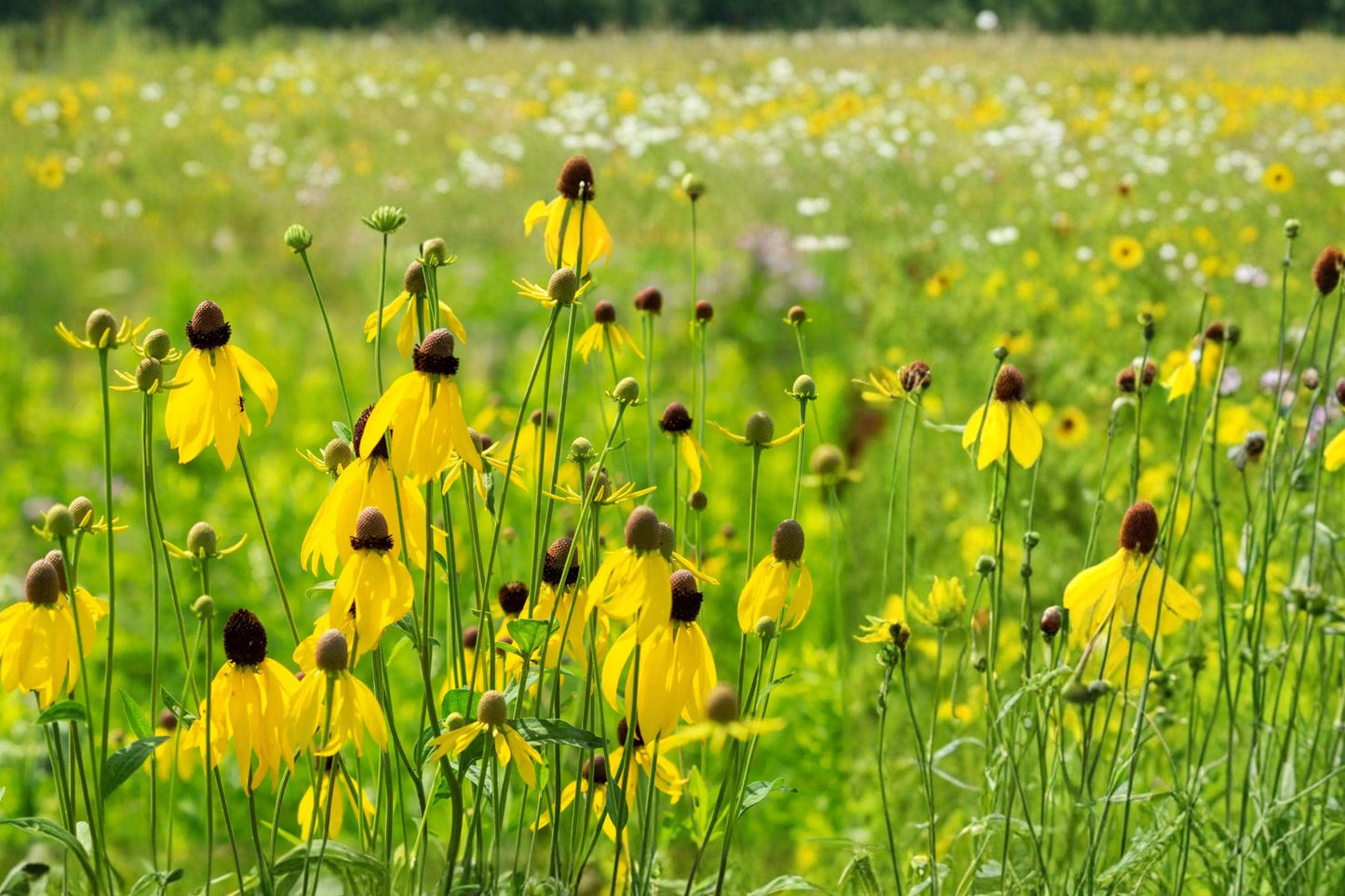Prairie Coneflower Seeds 300 Pack – Ratibida columnaris Yellow Perennial Wildflower for Pollinator Gardens and Natural Landscapes