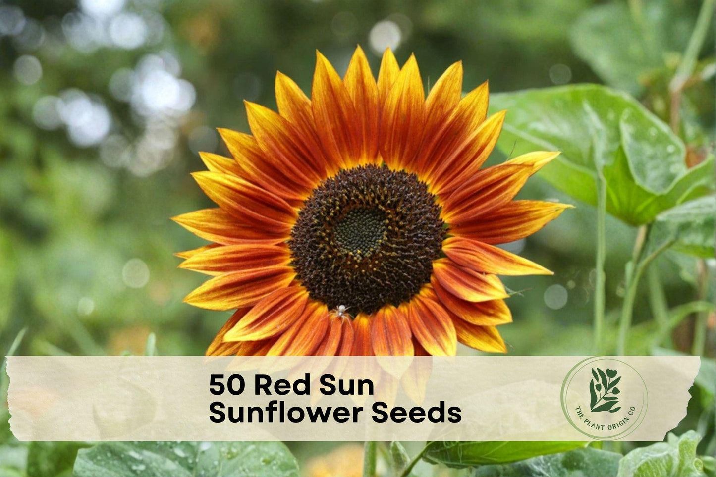 Red Sun Sunflower Seeds – Heirloom Non-GMO, Burgundy, Bronze & Copper Blooms, 50 Pack, Pollinator Friendly, Cut Flowers, Annual