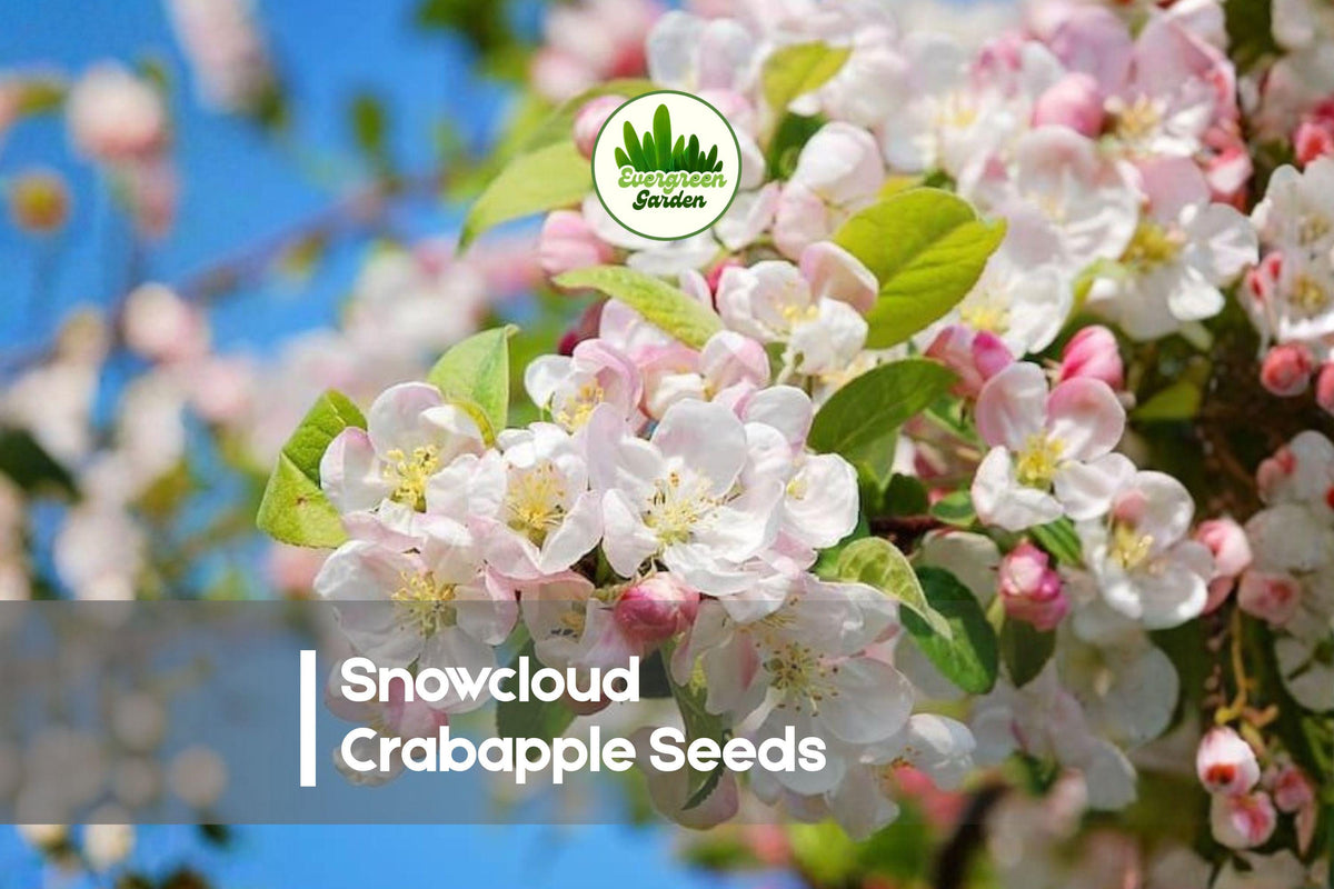 Snowcloud Crabapple Seeds - Ornamental Flowering Tree, White Blossoms, Pollinator-Friendly, Malus spp., Garden, Landscape, 25+ Seeds