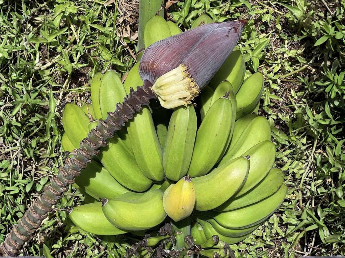 Lakatan Banana Starter Plants | Musa acuminata | Tropical Edible Fruit Trees | Live 3 Plant Set