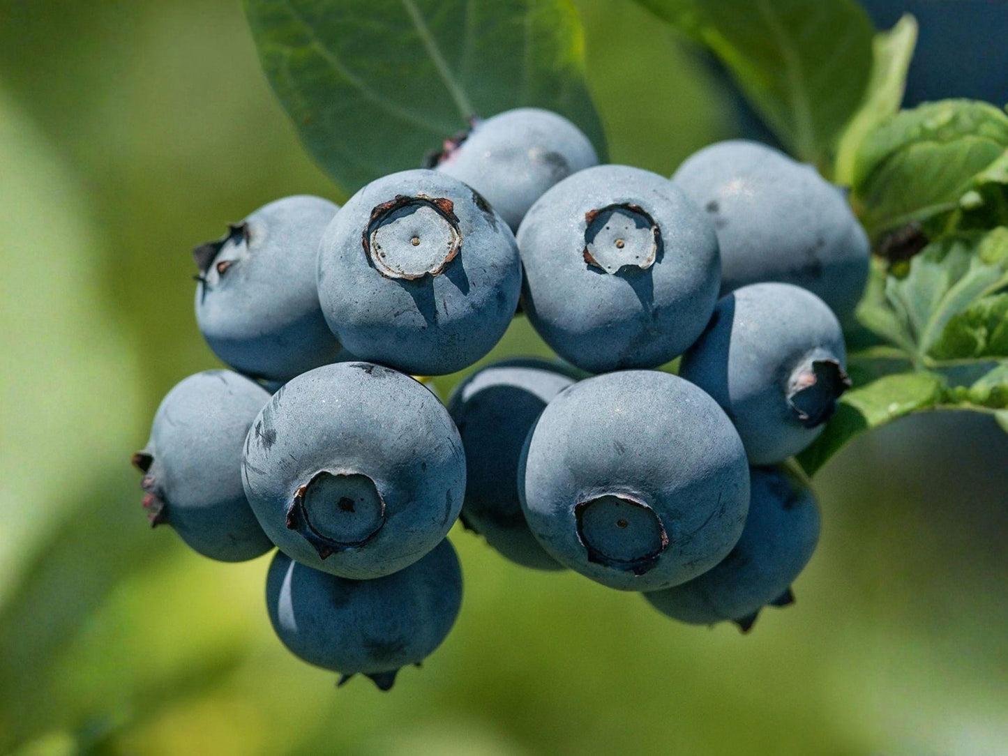 Windsor Blueberry Starter Plant | Vaccinium corymbosum Edible Berry Shrub for Garden & Container