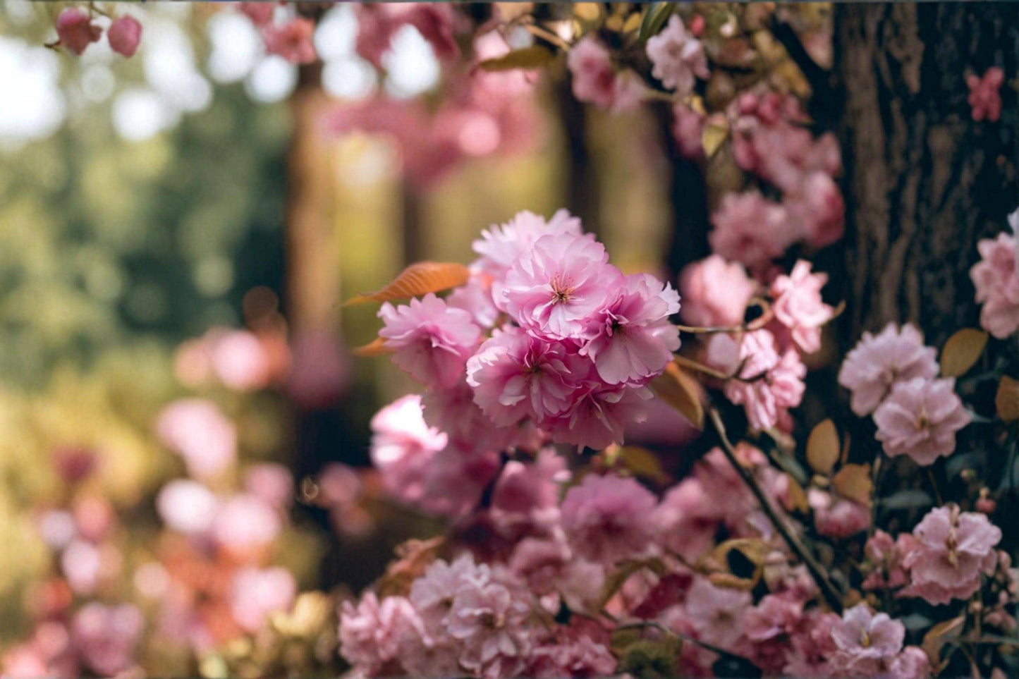 Sakura Tree Seeds – Prunus serrulata – Ornamental Flowering Cherry with Pink Blossoms – Bonsai & Garden Planting