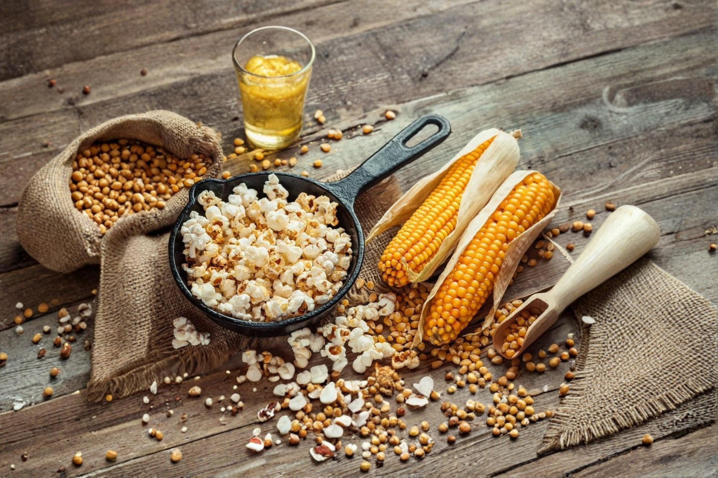 Dwarf White Popcorn Seeds – Zea mays everta, Compact Ornamental Corn, White Popping Kernels, Garden & Container Planting