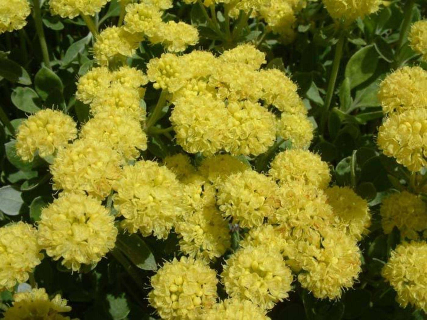 100 Seeds Sulfurflower Buckwheat Eriogonum umbellatum Wildflower Seeds for Pollinator Gardens, Cottage, Meadow & Natural Landscapes