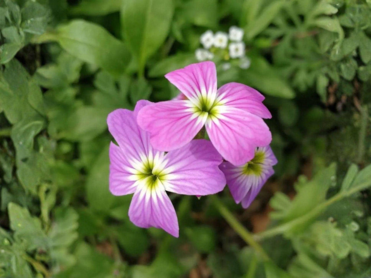 Virginia Stock Seeds – Malcolmia maritima Wildflower Seeds for Pollinator Gardens, Cottage Garden, Natural Landscape
