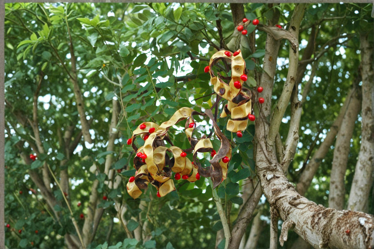 Spindle Palm Seeds Hyophorbe verschaffeltii Tropical Ornamental Palm for Gardens & Containers