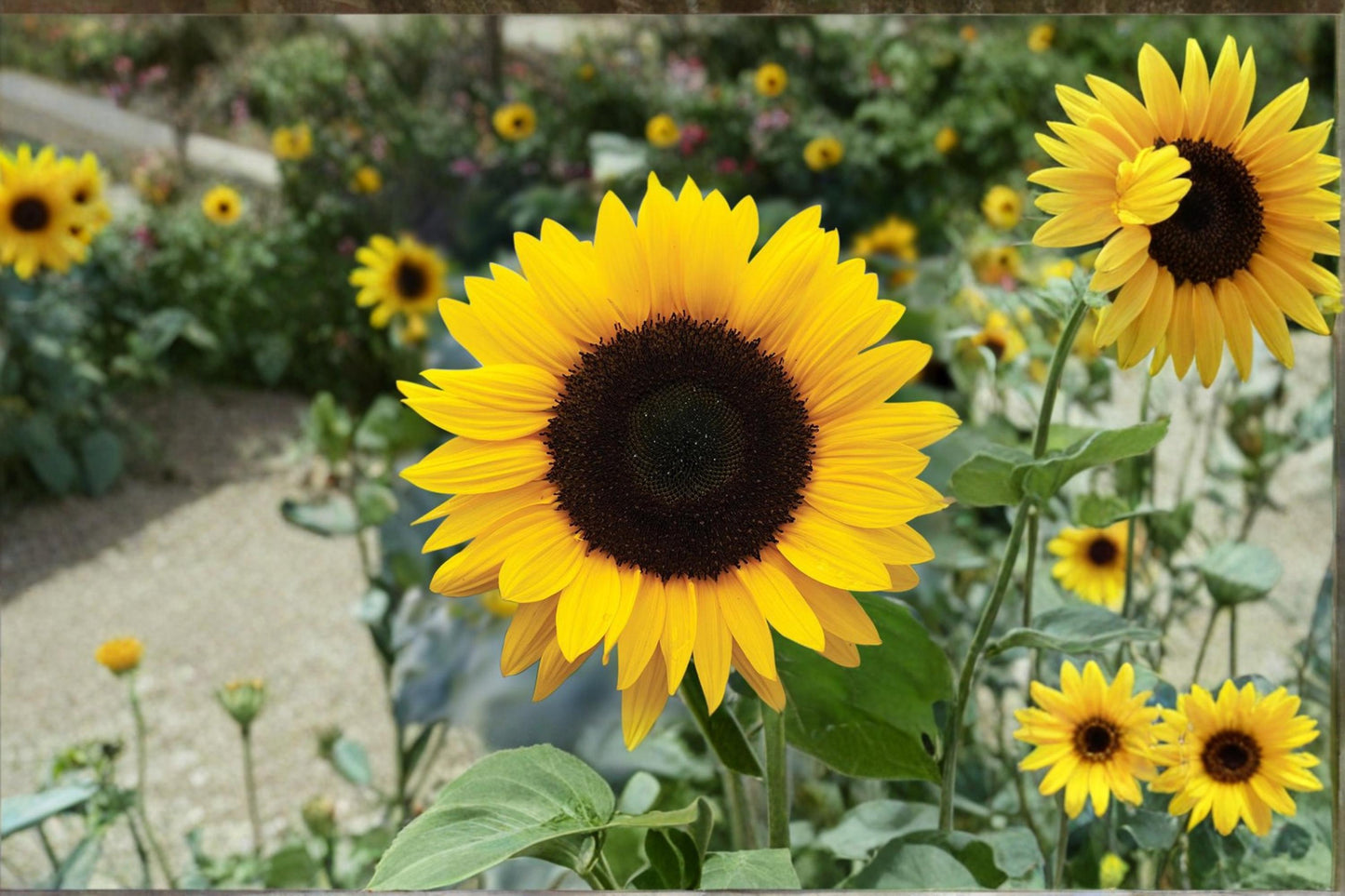 Yellow Giant Sunflower Seeds – Helianthus annuus, Large Bright Yellow Blooms, Tall Ornamental Flower for Gardens & Pollinator Spaces