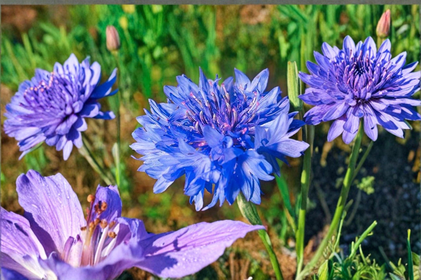 Dwarf Blue Cornflower Seeds – Bachelor Button, Centaurea cyanus, Compact Annual Flower for Borders & Pollinator Gardens