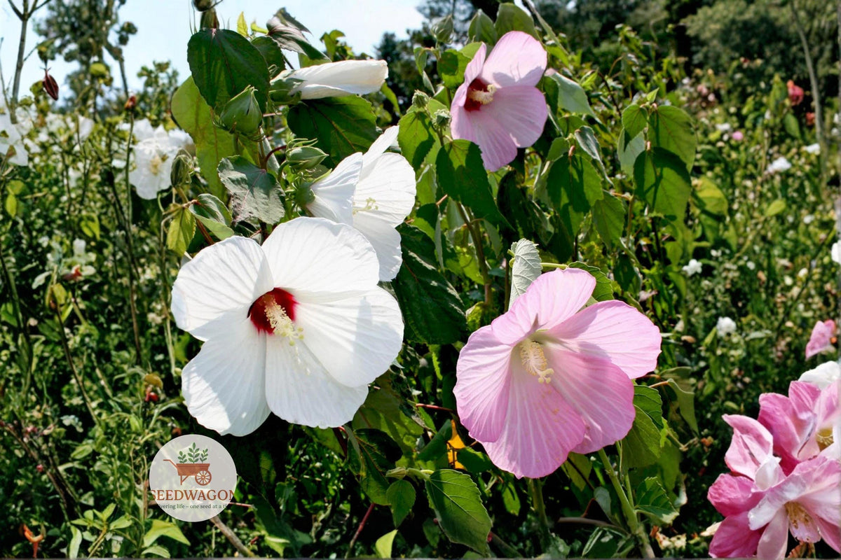 Swamp Rose Mallow Seeds | Hardy Hibiscus Flower | Giant Blooms | Hibiscus moscheutos | Pollinator-Friendly Perennial