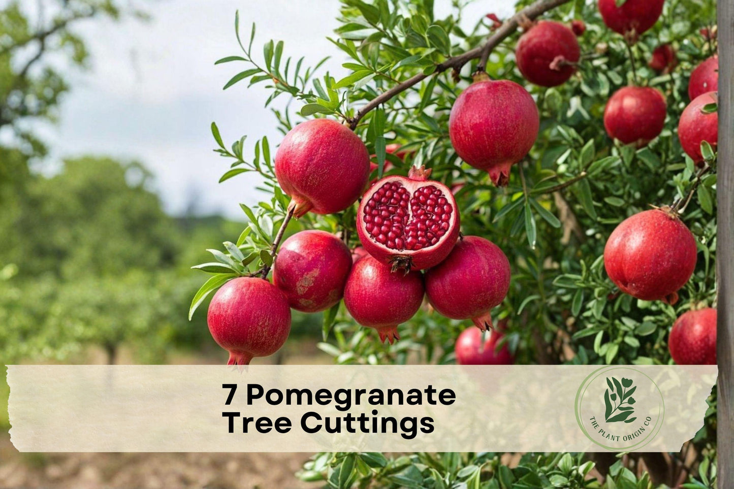 7 Pomegranate Tree Cuttings - Punica granatum Fruit Tree Propagation, Edible Garden, Patio, Small Tree, Unrooted