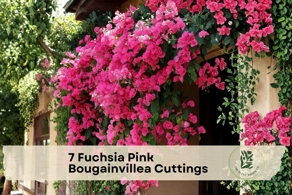 Fuchsia Pink Bougainvillea Cuttings – 7 Unrooted Climbing Vine for Garden, Trellis, Pergola, Container, Tropical Landscape