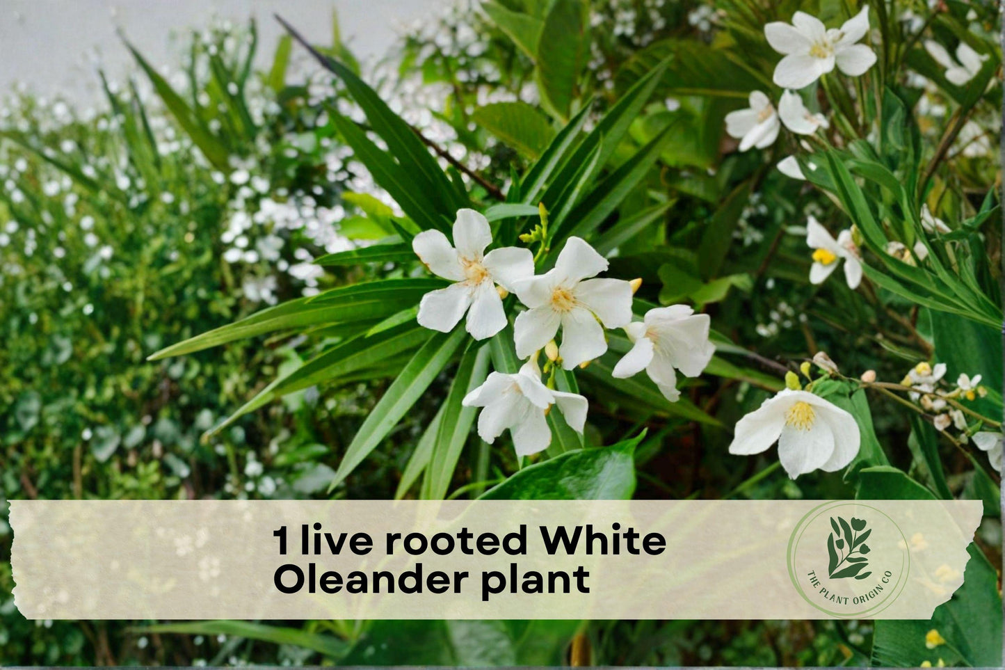 Live Rooted White Oleander Plant - Evergreen Shrub with White Flowers, Nerium oleander, 12 Inches Tall