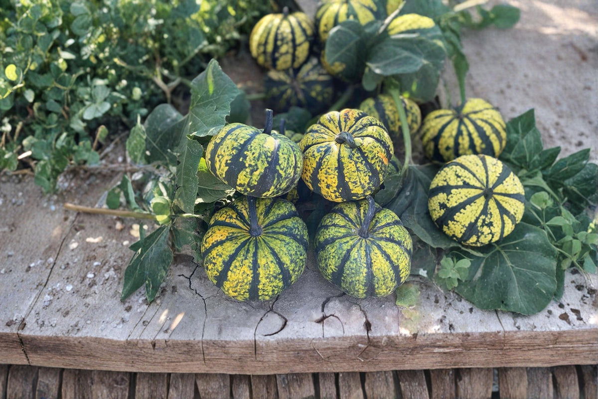 Phantomita Pumpkin Seeds – Exotic Ornamental Squash – Cucurbita pepo – Rare Decorative Garden Gourd