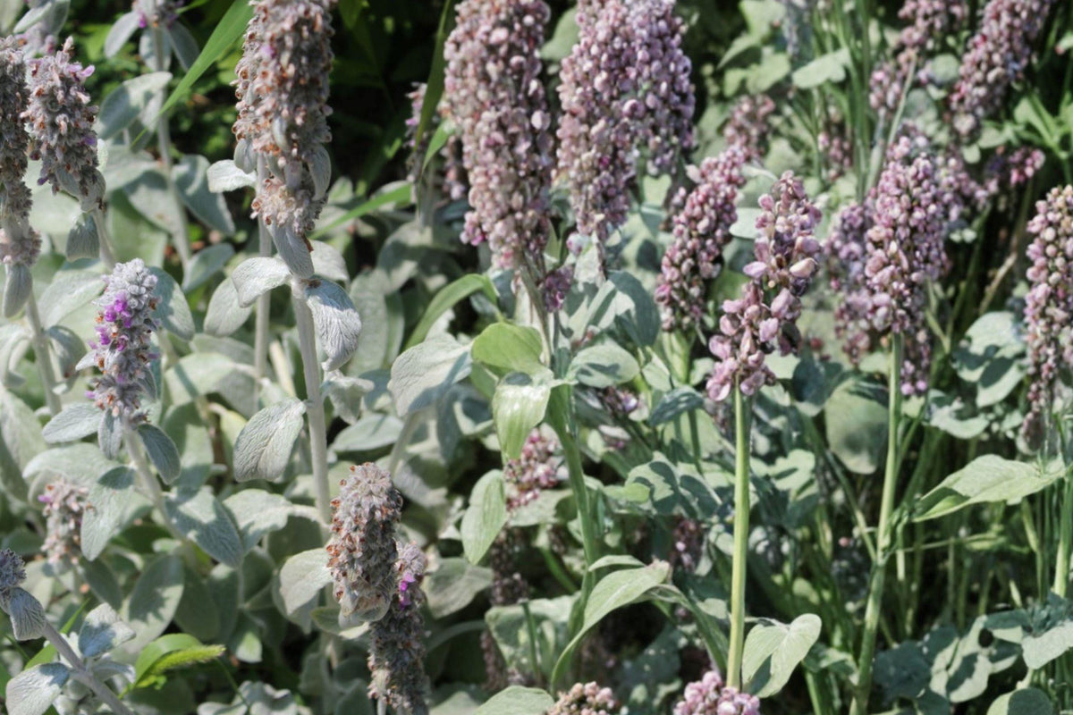 Lamb's Ears Seeds – Perennial Flower with Silvery Fuzzy Leaves and Lavender Blooms – Stachys byzantina, 30 Seeds