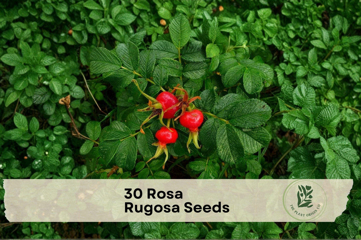 30 Rosa Rugosa Seeds – Hardy Ornamental Shrub for Hedges, Borders & Coastal Gardens, Pink Flowers & Decorative Hips