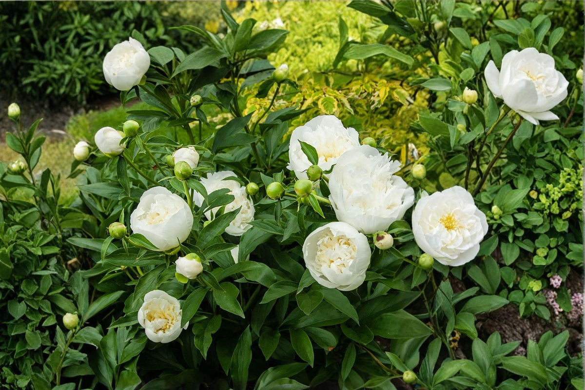 Cream Peony Poppy Seeds – Papaver paeoniflorum, Annual Flower with Large Cream White Blooms, Full Sun, Cottage Garden, 105 Seeds