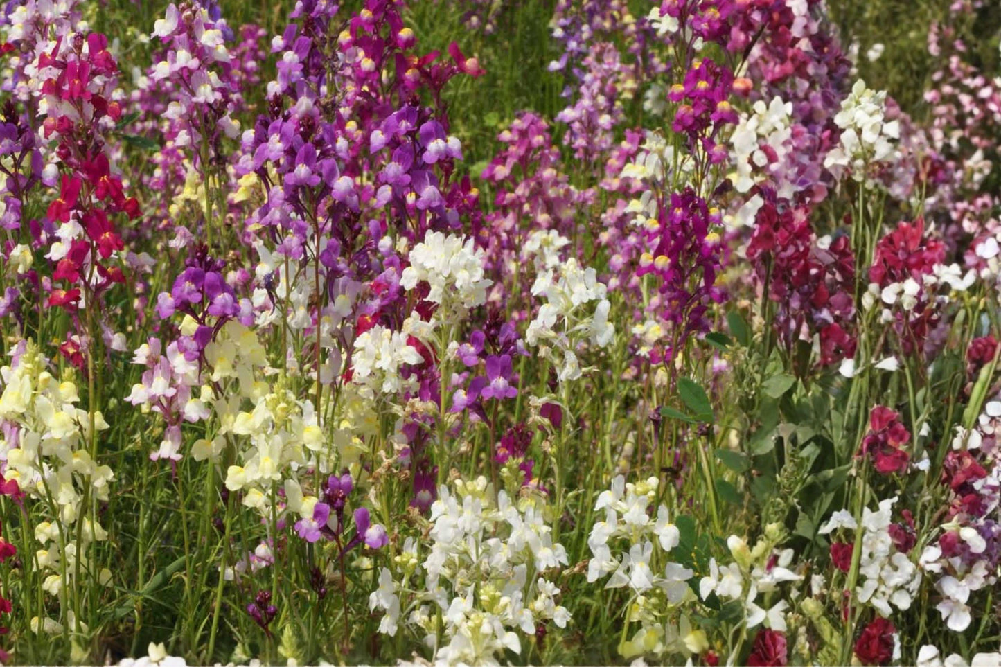 Northern Lights Mix Snapdragon Seeds – Linaria maroccana, Colorful Annual Flowers for Garden Beds & Borders, 5000 Seeds