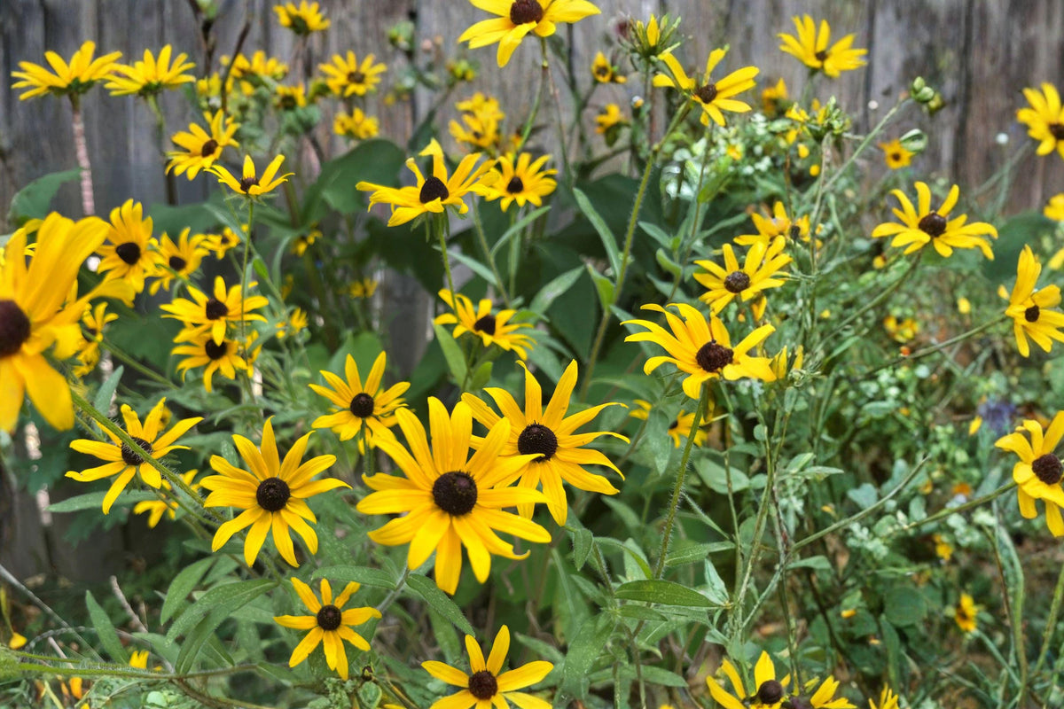 Black Eyed Susan Seeds, Rudbeckia hirta, Yellow Cut Flower, Annual to Perennial, Full Sun, 1000 Seeds