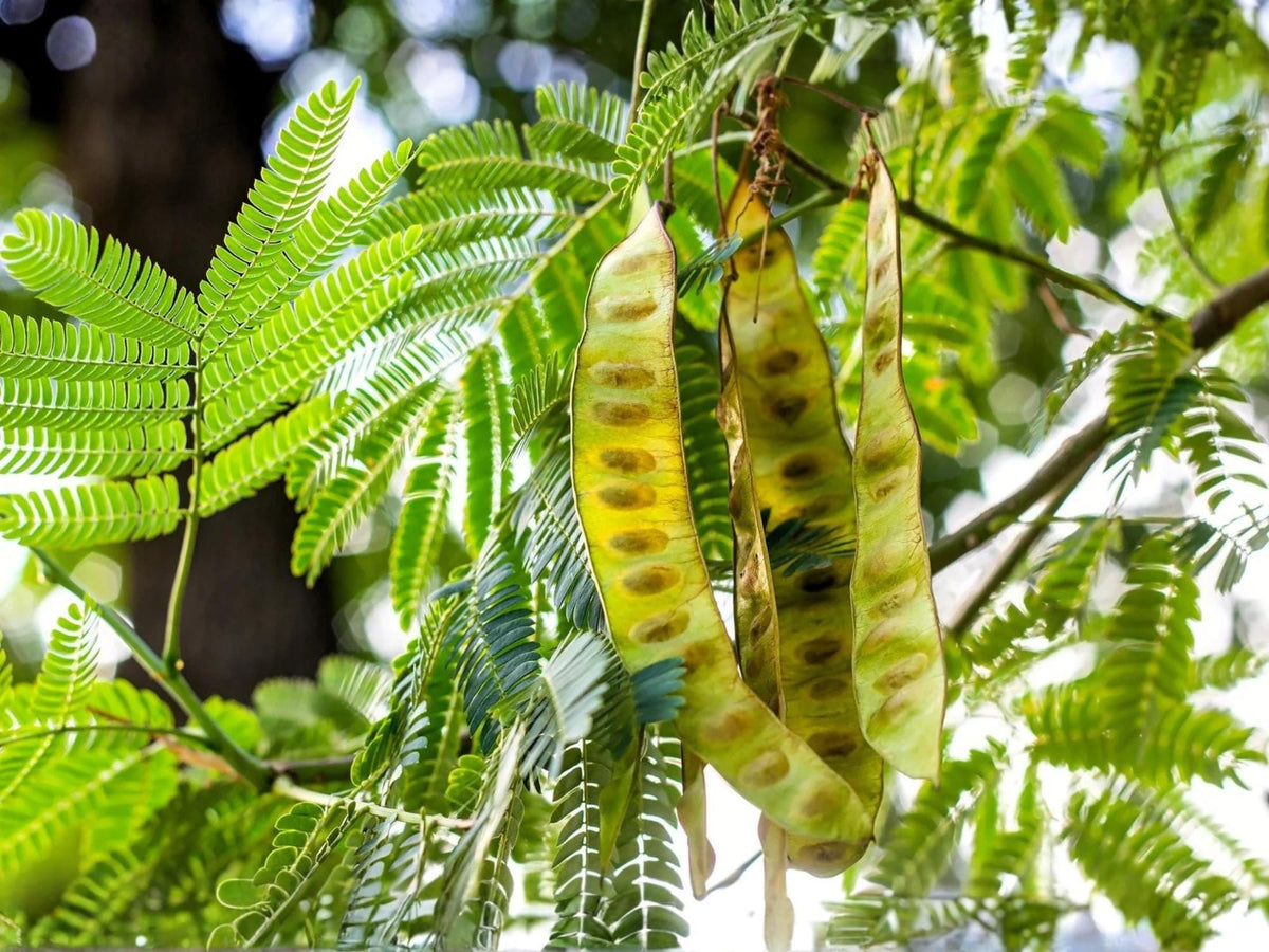 Chinese Honeylocust Seeds – 10 Heirloom Non-GMO Soap Bean Tree Seeds for Planting Gleditsia sinensis