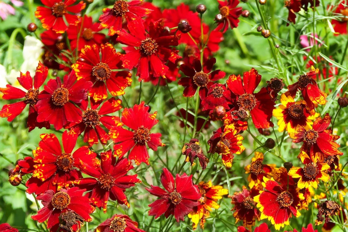 Dwarf Red Plains Coreopsis Seeds – Coreopsis tinctoria Wildflower, Red Blooms, Annual, Full Sun, 1340 Seeds